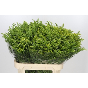Solidago Golden Glory