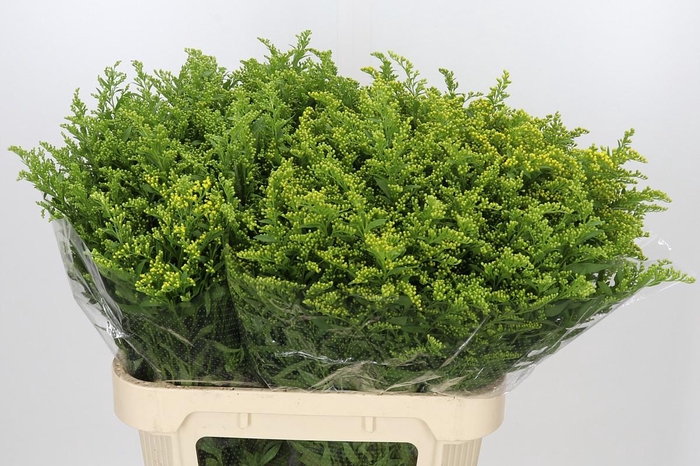 <h4>Solidago Golden Glory</h4>
