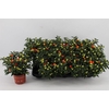 Solanum Groene bes