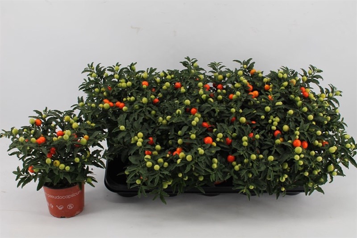 Solanum Groene bes