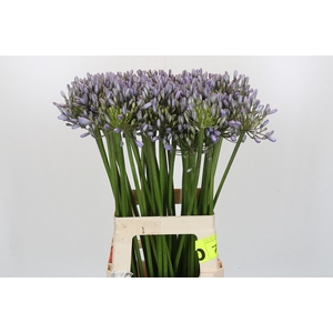 Agapanthus Silberpfeil