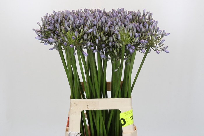 <h4>Agapanthus Silberpfeil</h4>