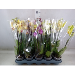Phalaenopsis   ...mix