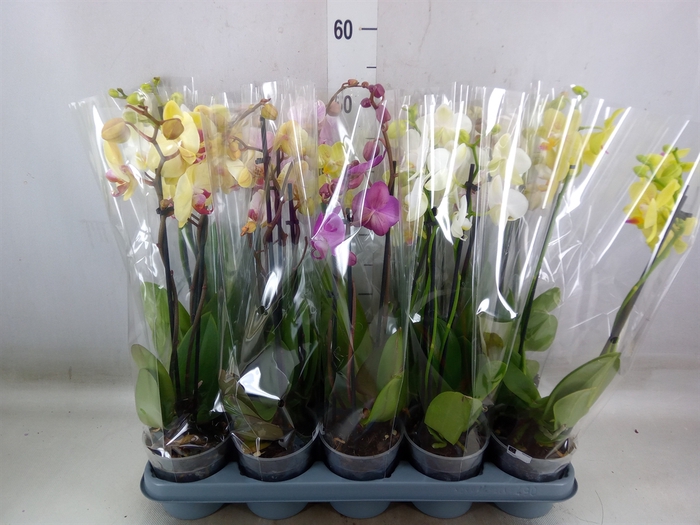 <h4>Phalaenopsis   ...mix</h4>