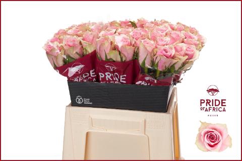 <h4>R GR ATHENA ROYALE</h4>