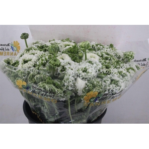 Ran Ponpon Sup Igloo