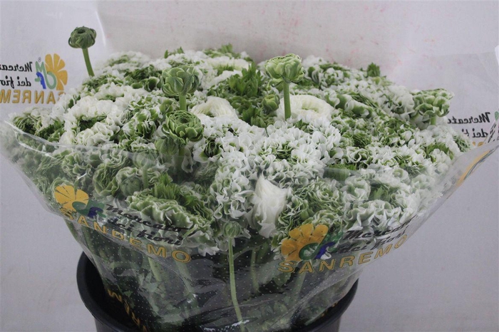 <h4>Ran Ponpon Sup Igloo</h4>