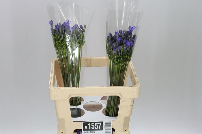 <h4>Triteleia Blues</h4>