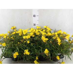 Oenothera  'African Sun'