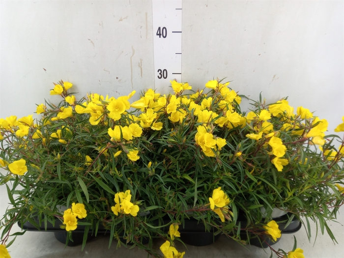 <h4>Oenothera  'African Sun'</h4>