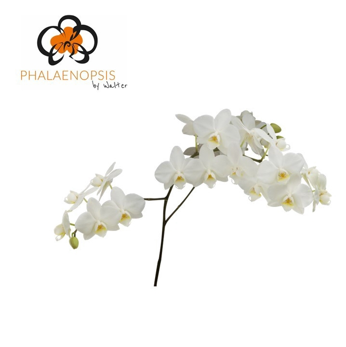<h4>Phalaenopsis Venice</h4>