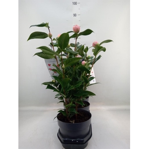 Camellia japonica 'Miss Lyla'