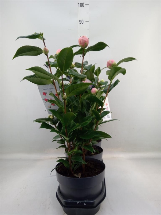 <h4>Camellia japonica 'Miss Lyla'</h4>