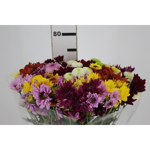 CRISANTEMO SANTINI MISTO 070 CM