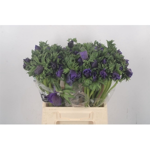 Anemone Galil Fr Blue