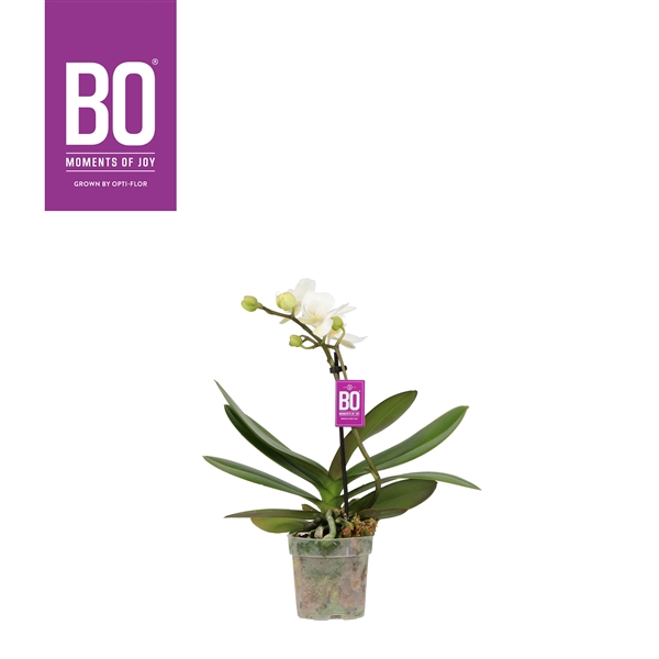 <h4>Sweety P7 BO White 1 spike</h4>