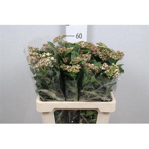 Vibur T Macrophyllum