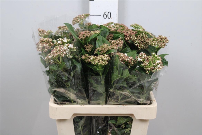 <h4>Vibur T Macrophyllum</h4>