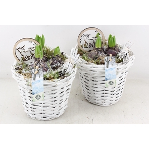 arr4 Hyacint JS - Wilg mandje hoog white x6