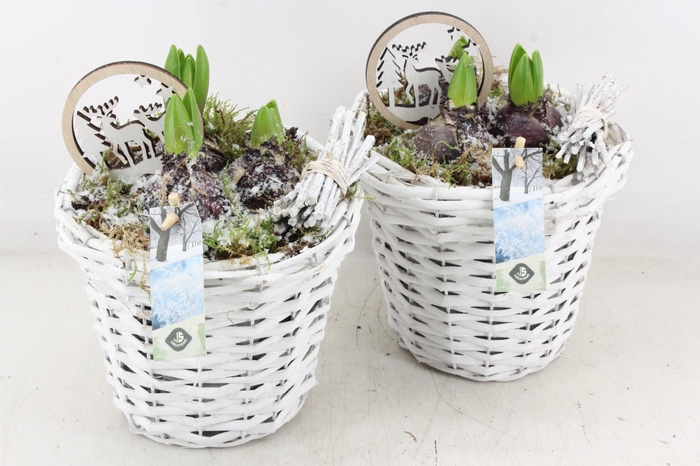 <h4>arr4 Hyacint JS - Wilg mandje hoog white x6</h4>