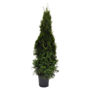 Thuja occ. Smaragd, plantmaat 120-140 cm - Rondgestoken -