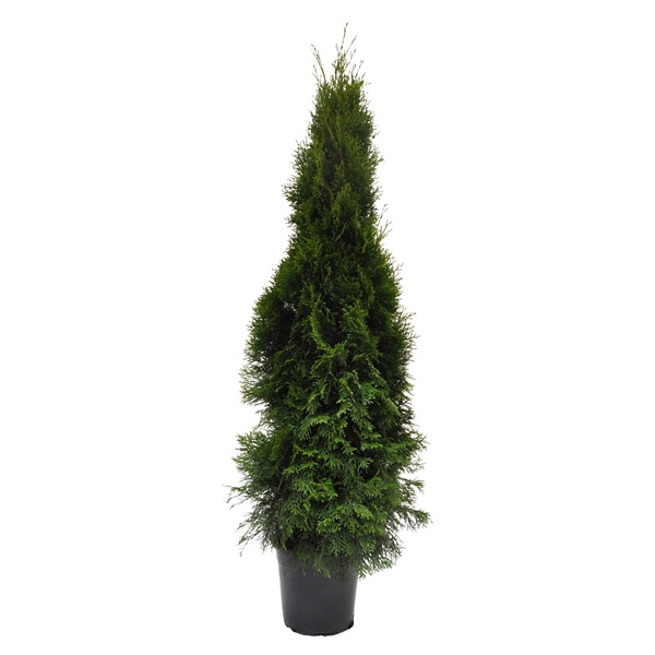 <h4>Thuja occ. Smaragd, plantmaat 120-140 cm - Rondgestoken -</h4>