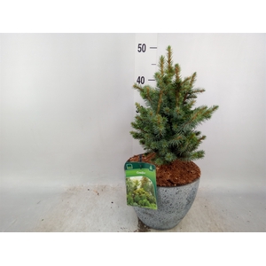 Picea   ...