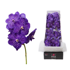 Vanda  'Nitaya Tweed Blue'
