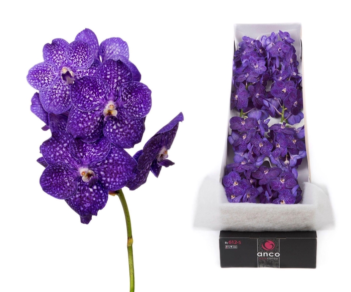 <h4>Vanda 'Nitaya Tweed Blue'</h4>