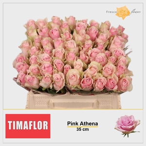 R GR PINK ATHENA