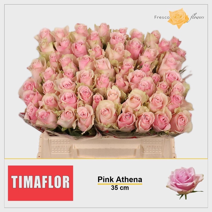 <h4>R GR PINK ATHENA</h4>