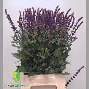 Salvia Nem Caradonna