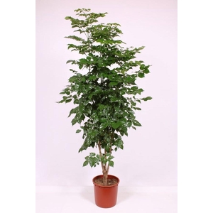 Radermachera hainanensis