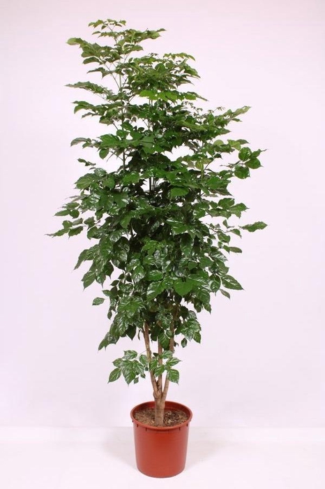 <h4>Radermachera hainanensis</h4>