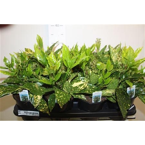 ** Aucuba J Crotonifoli * Spring Deal *