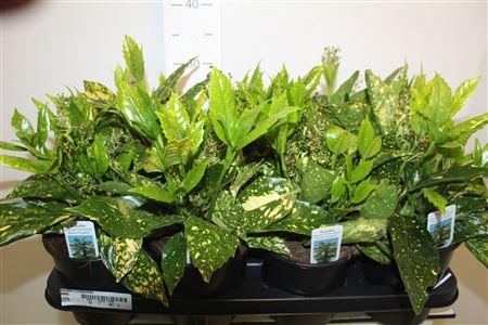 <h4>** Aucuba J Crotonifoli * Spring Deal *</h4>