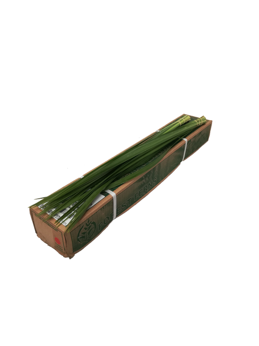 TYPHA 90 CM GREEN OCEAN