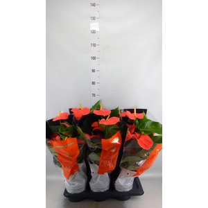 Anthurium andr. 'Nebraska'