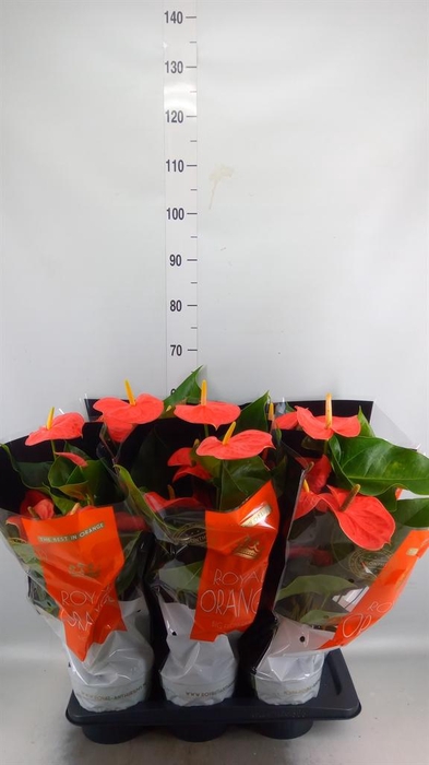 <h4>Anthurium andr. 'Nebraska'</h4>