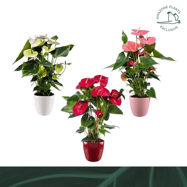<h4>Anthurium Andreanum Grp gemengd 3 kleuren</h4>