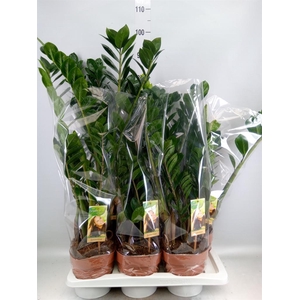 Zamioculcas zamiifolia
