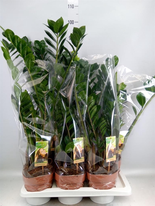 <h4>Zamioculcas zamiifolia</h4>