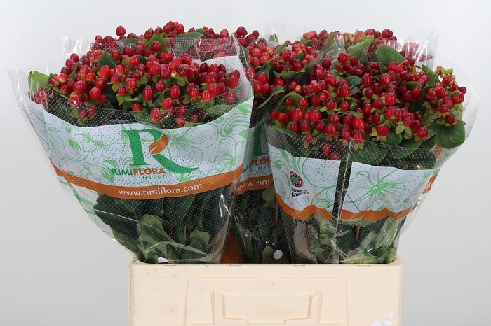 <h4>Hyp Mag Triumph</h4>