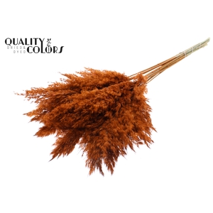 Pampas Grass 70cm 10st/bunch Terracotta