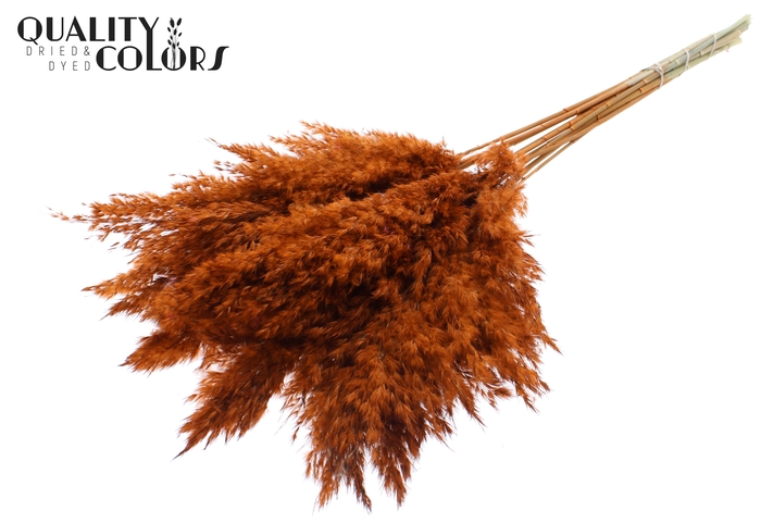 Pampas Grass 70cm 10st/bunch Terracotta