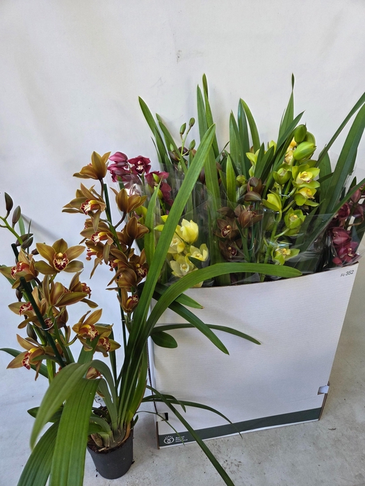 <h4>CYMB GEMENGD</h4>