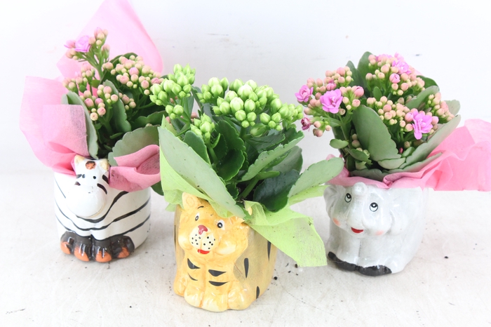 <h4>arr2 JS - Ker. zoo animals - roze/wit</h4>