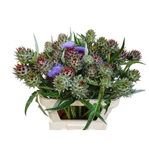 Cynara Cardunculus