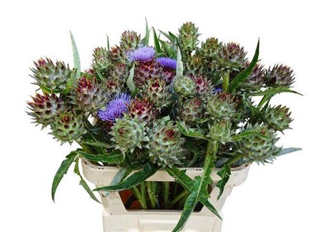 <h4>Cynara Cardunculus</h4>