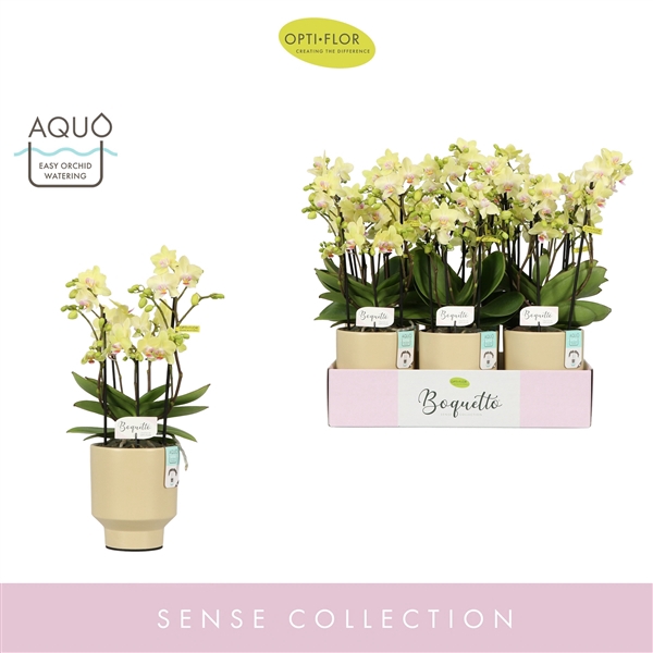 <h4>Boquetto Sensation 3-5 spike in Emilia Sand Aquo</h4>